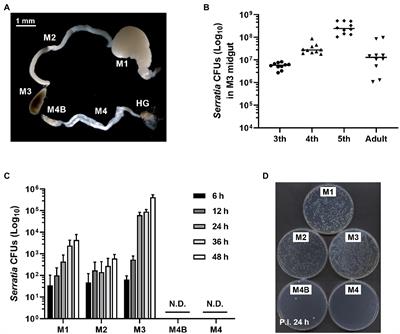 Insecticidal Serralysin of Serratia marcescens Is Detoxified in M3 Midgut Region of Riptortus pedestris